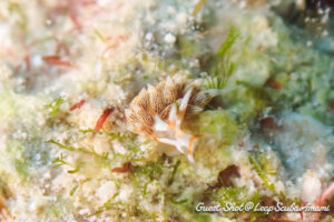 お初！キンスジミノウミウシ