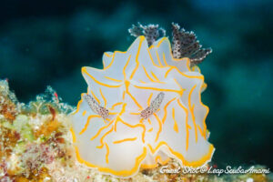 キスジカンテンウミウシ