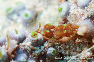 奄美の宇天から名前がついたウテンミノウミウシ