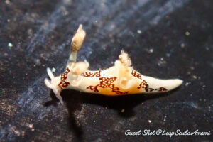 トラパニア・エウルュエイア?