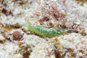 アマミミドリガイから名前が変わってワカバミドリガイへ