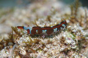 シラナミミドリガイ