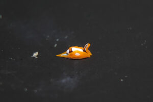 今年初観察アマミウミコチョウ