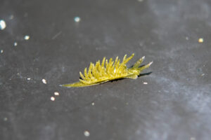 サミドリモウミウシ?だと思う