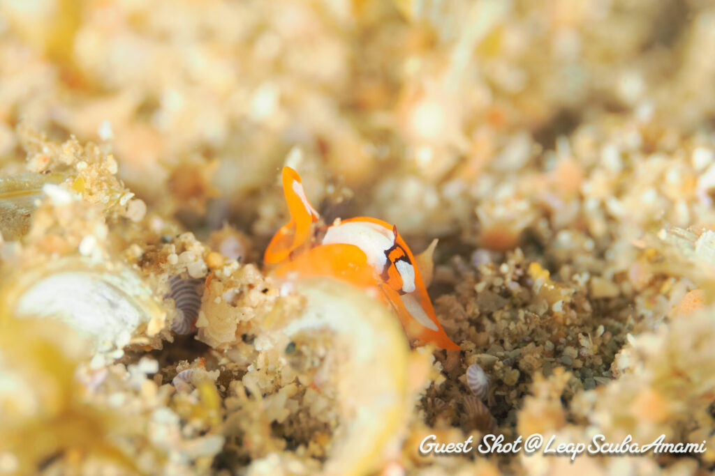 アマミウミコチョウ