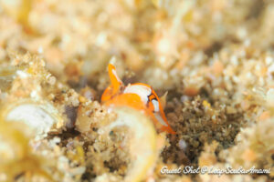 アマミウミコチョウ