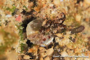 カノコウロコウミウシ