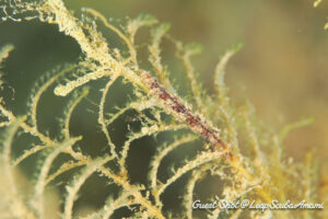 カベイロウミウシ属の1種?
