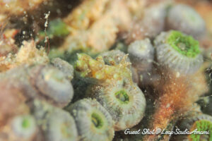 ウテンミノウミウシ