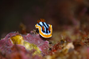 シライトウミウシ