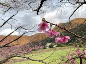 寒緋桜が咲く季節になりました