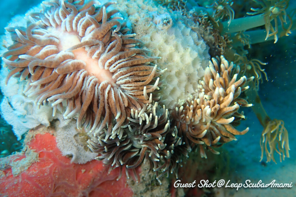 フェスティラ・ヴィイ?ホストが違うような...