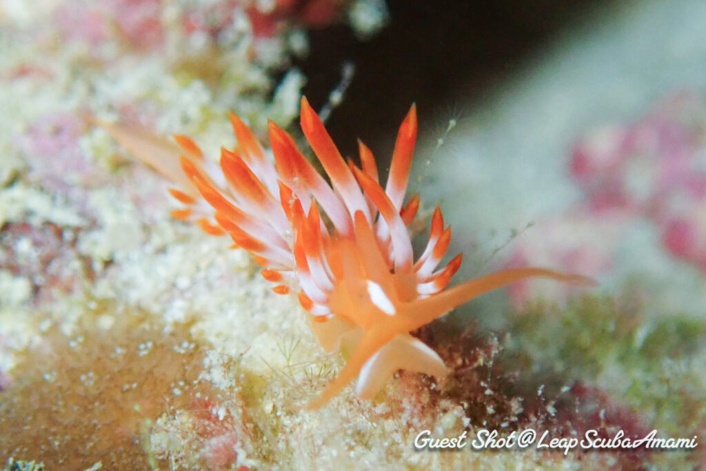 ここ数年、毎年同じところに出現してるハナシロミノウミウシ