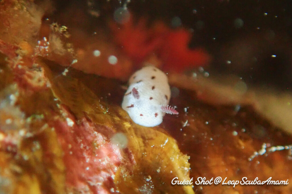 ハッピーバレンタイン！マイチョコウミウシ