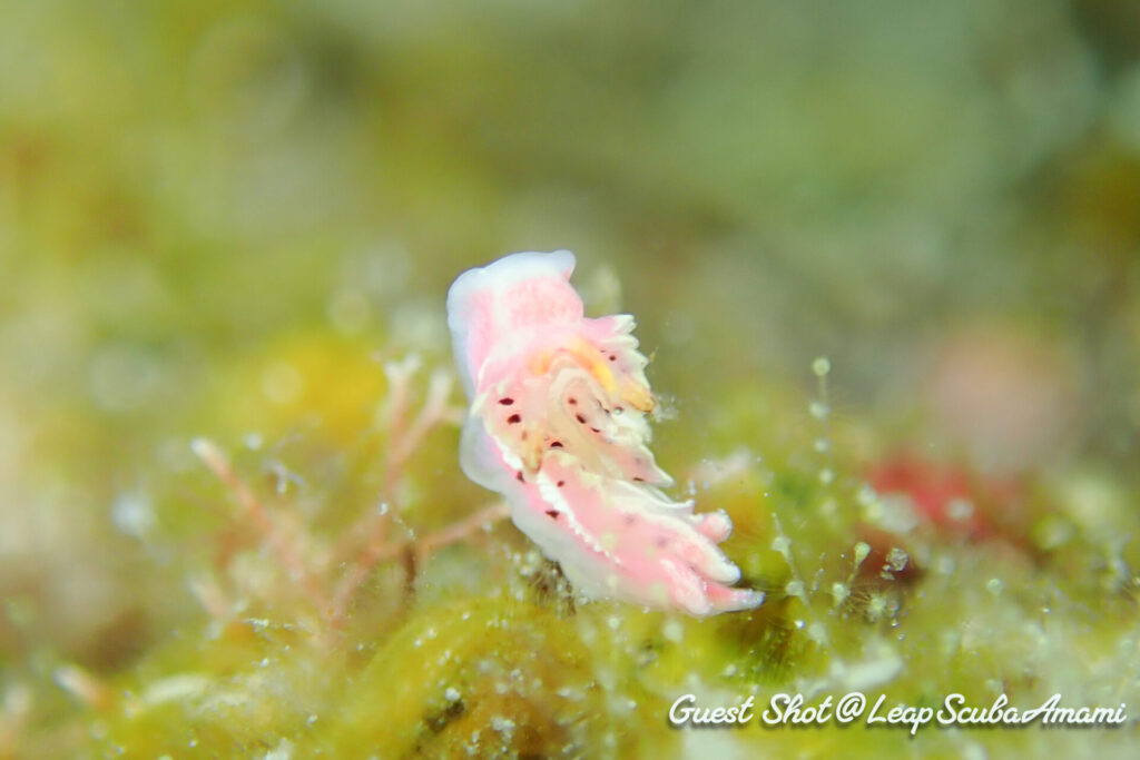久々トレニアウミウシ！動きがアクロバット〜