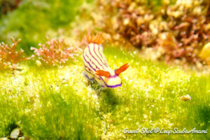 クチナシイロウミウシ