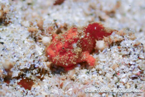 カエルアンコウ