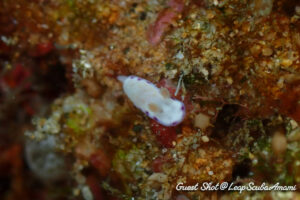 ヒメコモンウミウシ