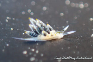 フタスジアオモウミウシ