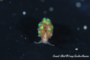 蛍光緑が映えるウテンミノウミウシ