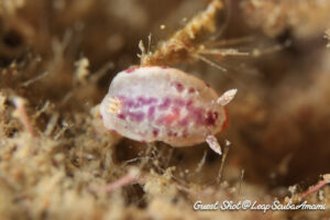 和名も学名もないアデヤカイロウミウシ属の1種