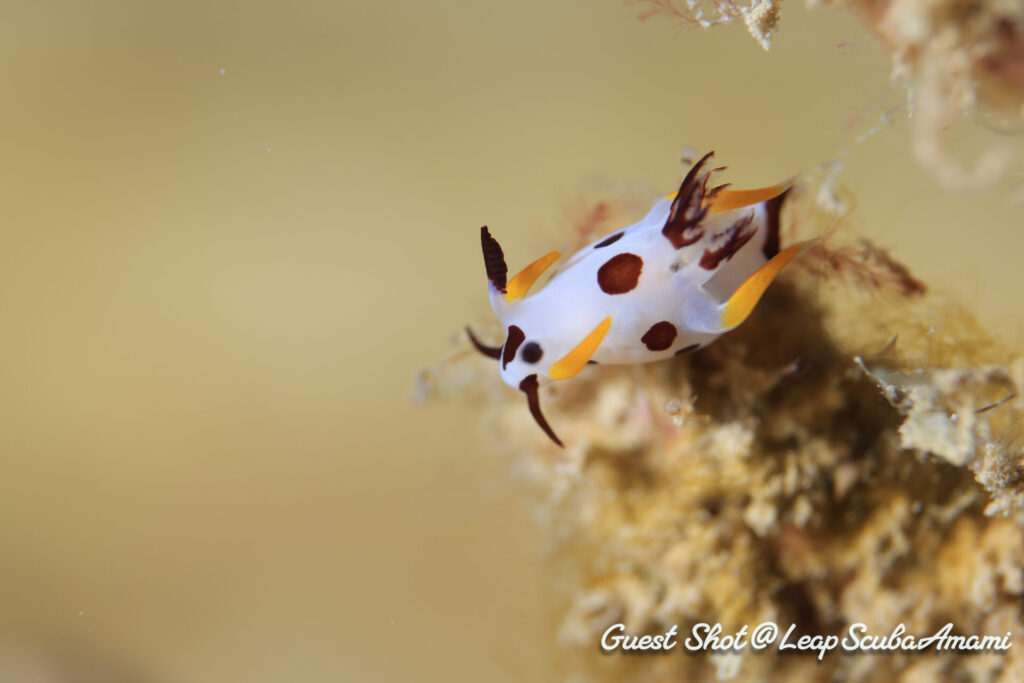 個人的な推し！ ツガルウミウシ属の1種