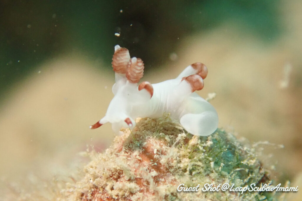 今年も会えたダーベルウミウシ！