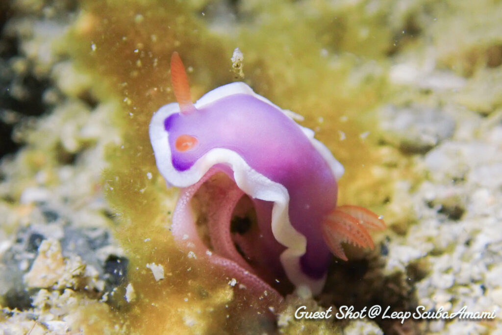 産卵中のラベンダーウミウシ