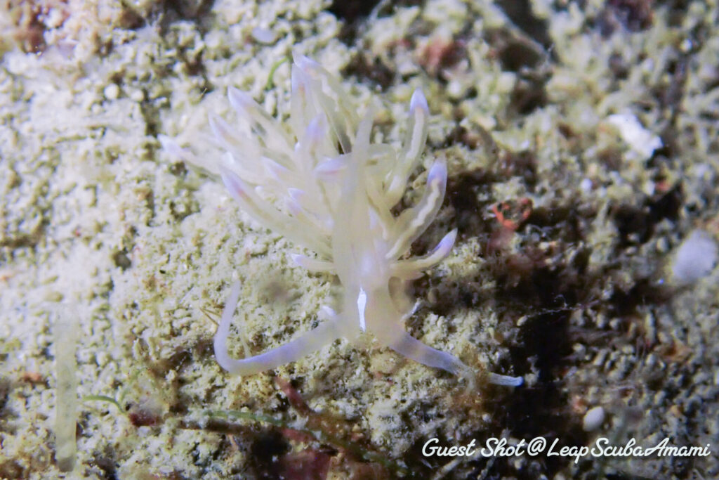 オパールミノウミウシ