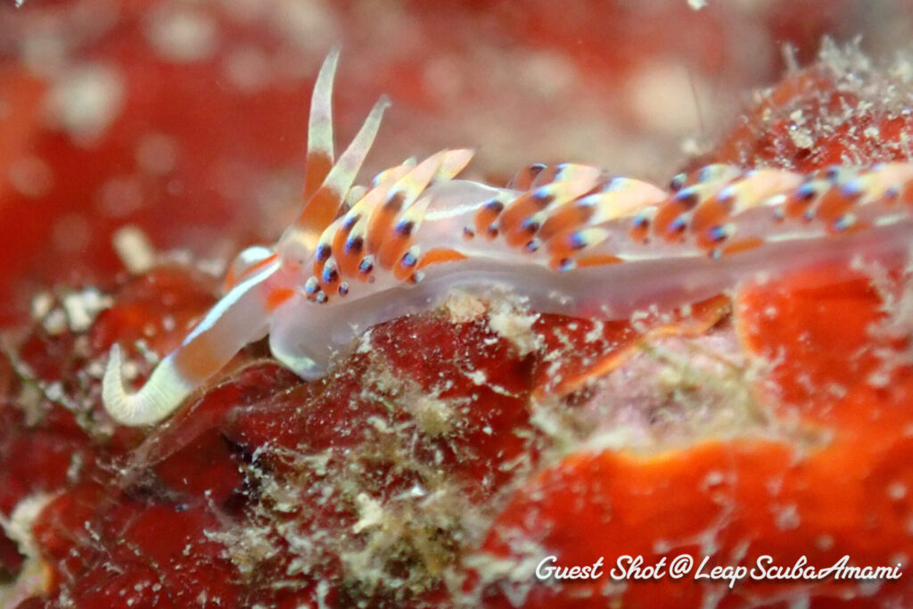ゲストさんの本日推し!ヒブサミノウミウシ