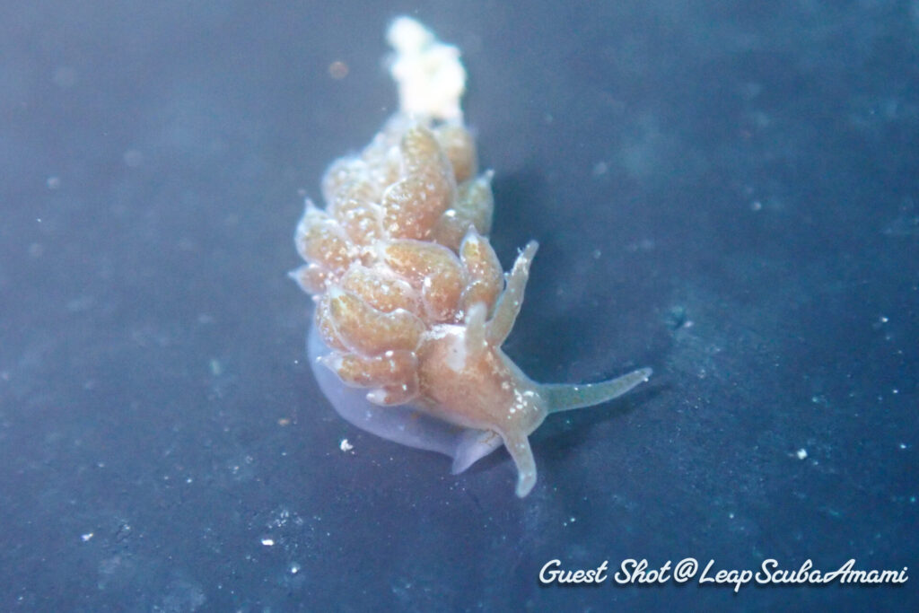 今が旬!5個体くらいでてました ウテンミノウミウシ