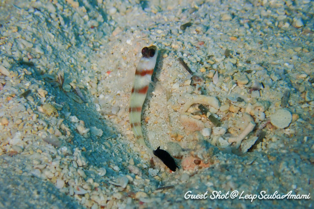 ハゼのヒレに喰らいつくスミゾメキヌハダウミウシ