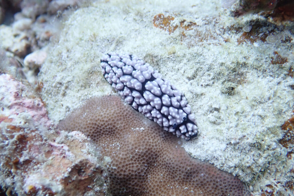 自分の当たり前は他の人にとって当たり前じゃないということでコイボウミウシも紹介