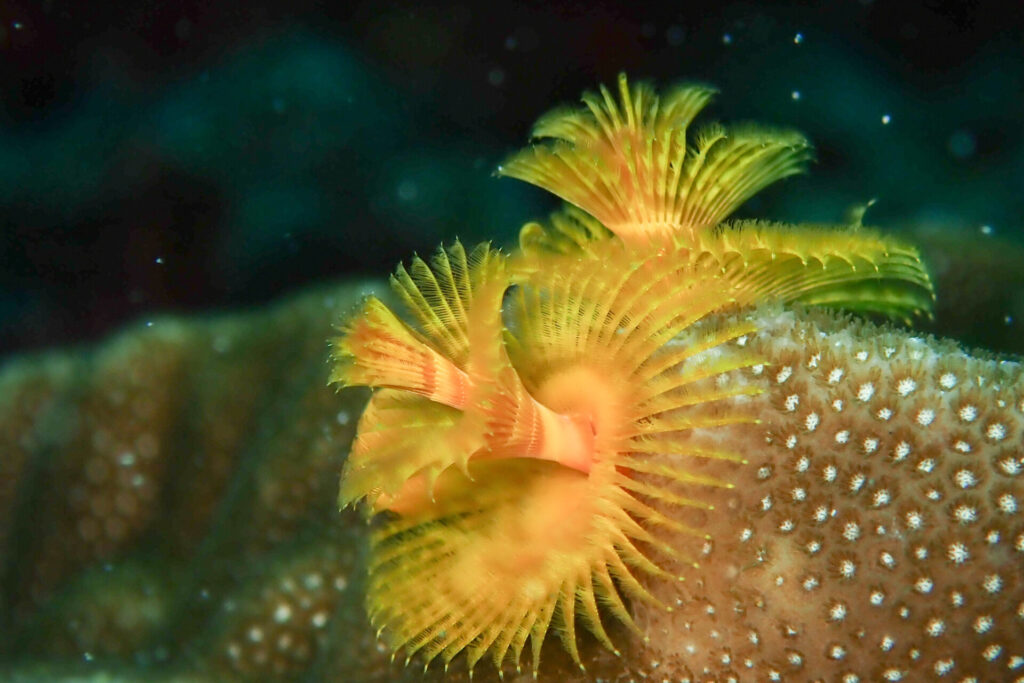 英語だとクリスマスツリーワームで通じるイバラカンザシ