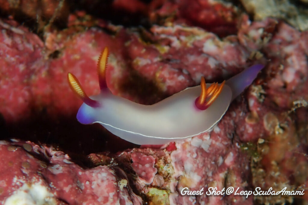 綺麗でかわいいゾウゲイロウミウシ