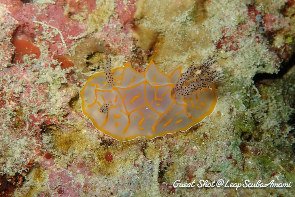 キスジカンテンウミウシ