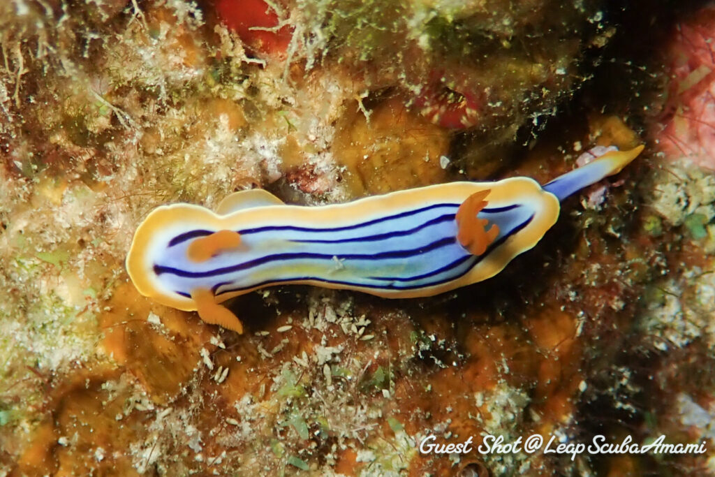 コールマンウミウシ