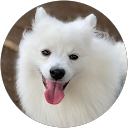 Sayumi profile picture