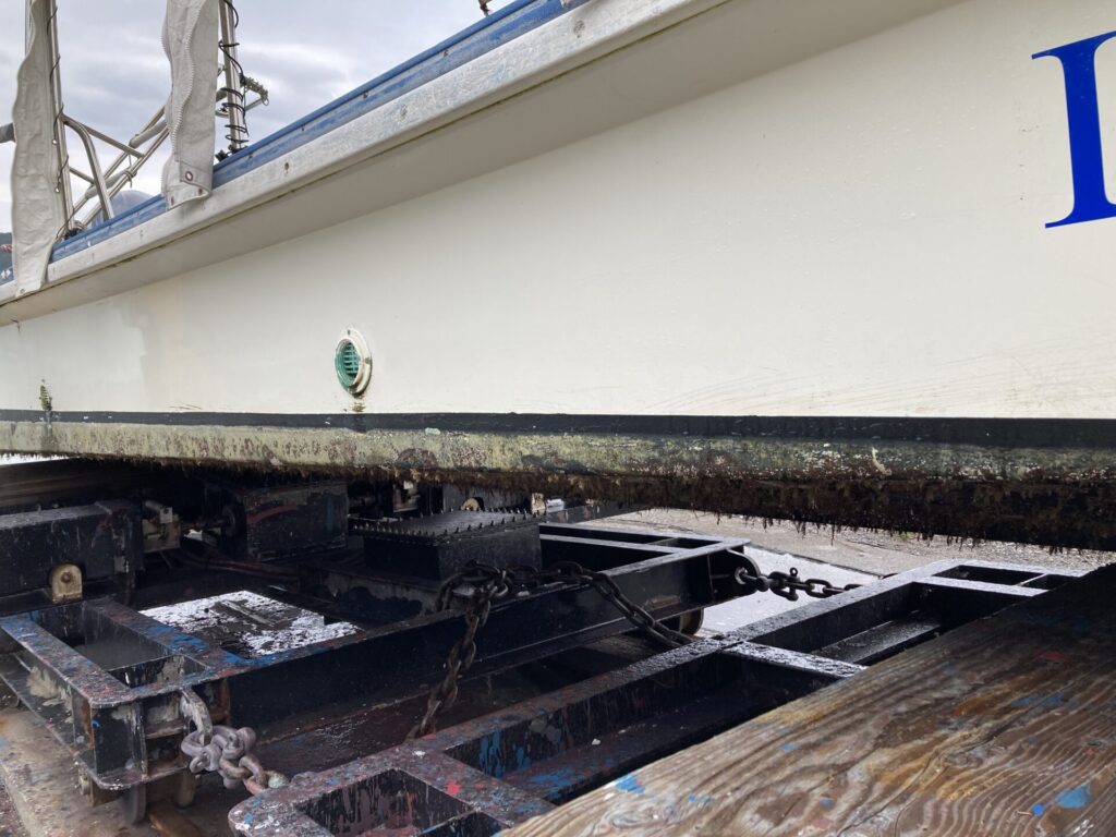 もしかしたら船底の固着生物にウミウシ着いてたんじゃないかとか思ったり