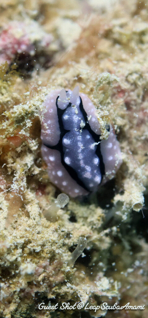 お初?トサカイボウミウシ?