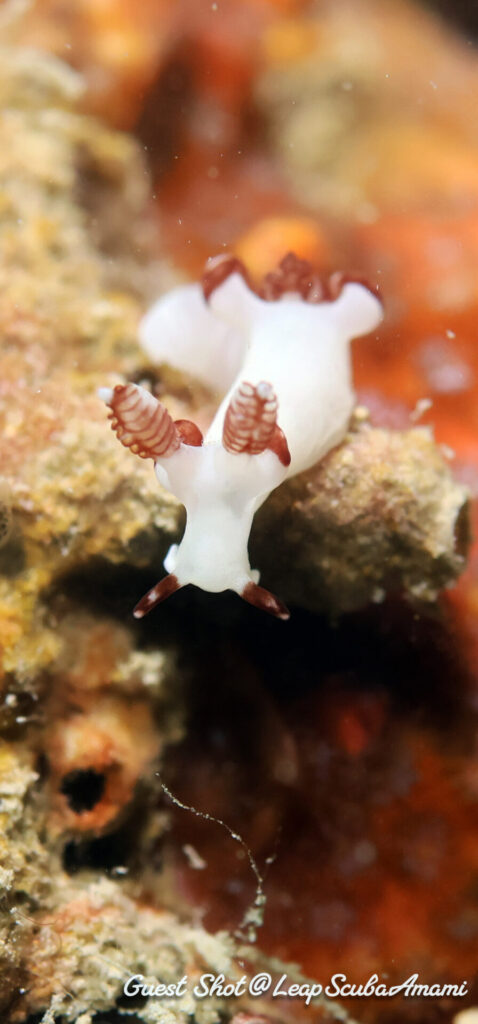 ダーベルウミウシ