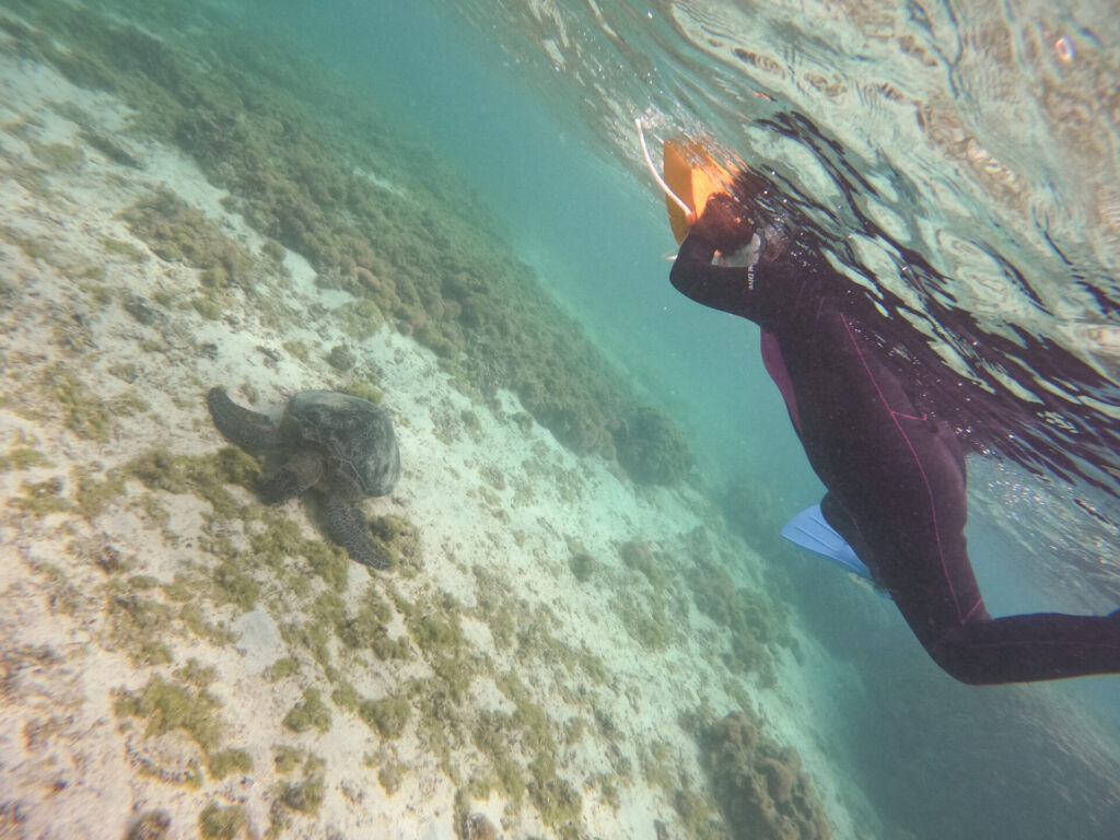 ウミガメとゲストさん