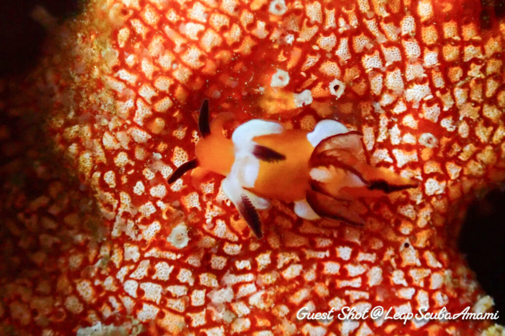 今年も出てます トラパニア・カヘル