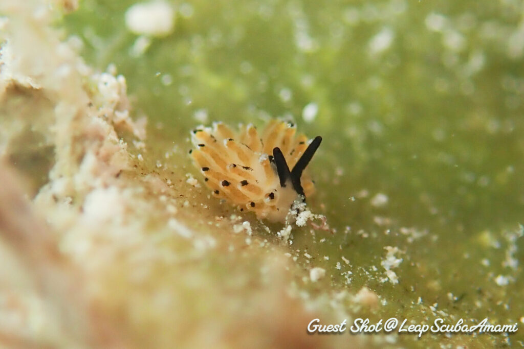 ちょび髭男爵 イリオモテモウミウシ