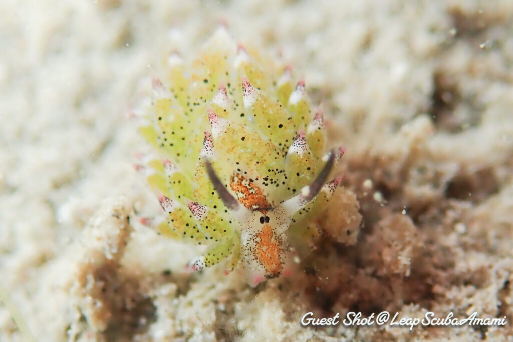 リクエストのクサイロモウミウシ