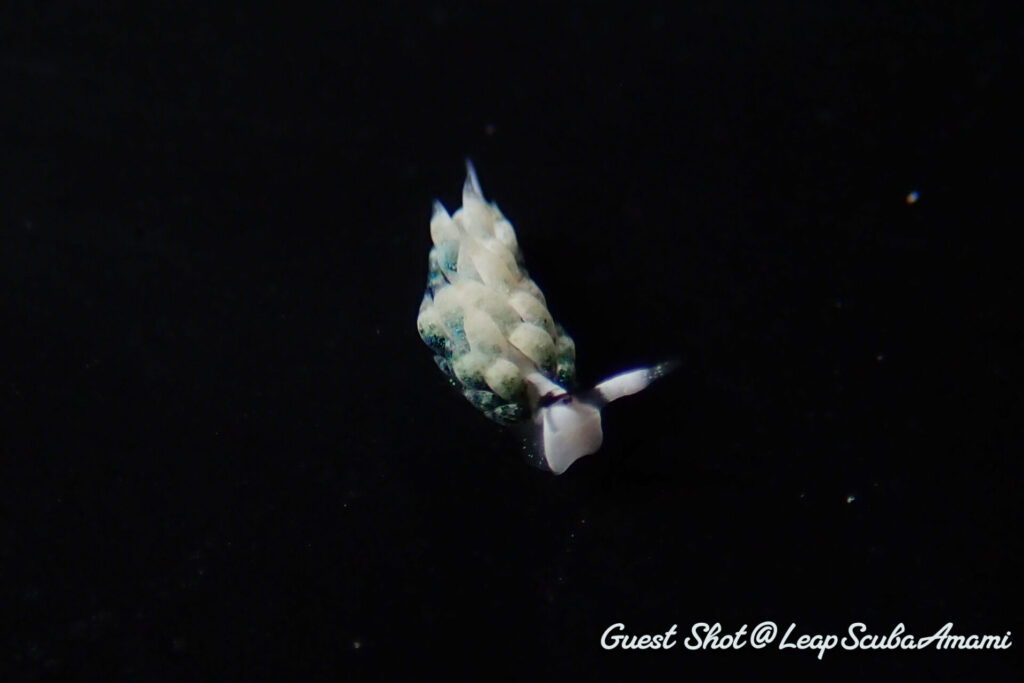 神出鬼没のネオンモウミウシ