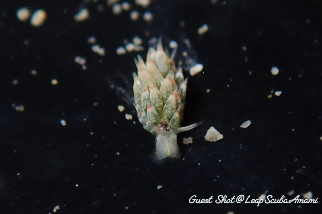 リクエストのテングモウミウシ