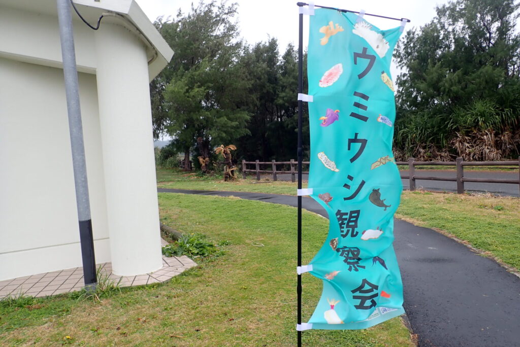 ウミウシ観察会