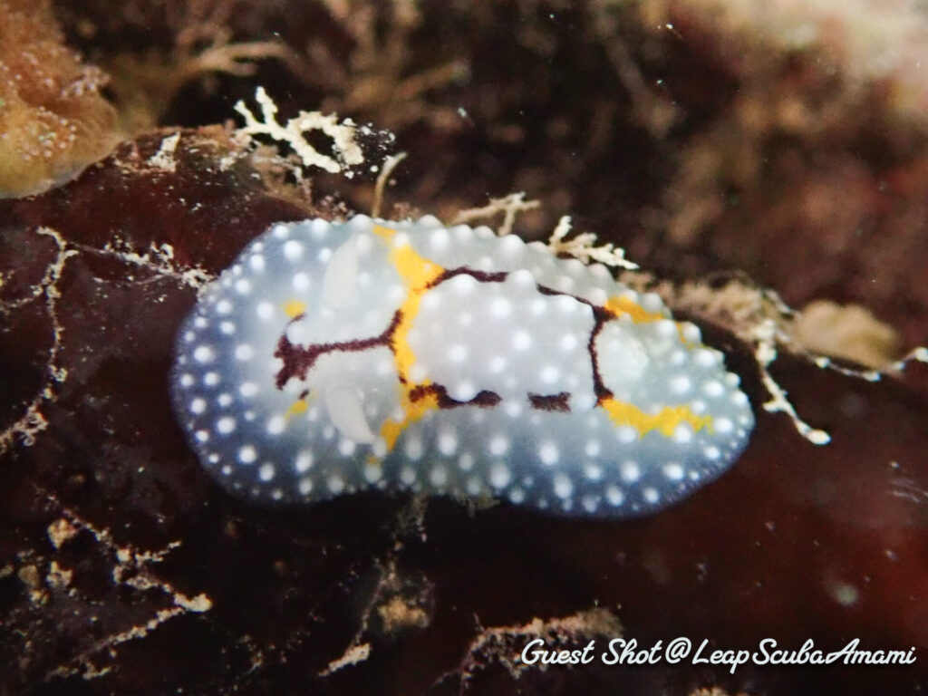 ゲストさんお初！シモフリカメサンウミウシ