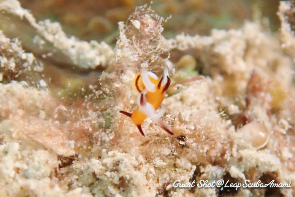 今年はよく見かけるトラパニア・カヘル